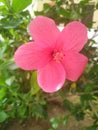 Pinkish red flower with yellowish nectar natural