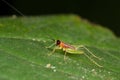 Pinkish red tiny cricket Royalty Free Stock Photo