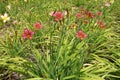 Pinkish red and yellow flowers of daylily Royalty Free Stock Photo