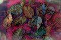 Pinks, green, blues, yellows in autumn leaves and wooden stump