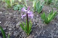 Pinkish violet flowers of hyacinth Royalty Free Stock Photo