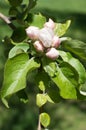 Pinkish white closed flower buds of apple-tree