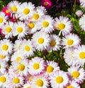 Pinkish white Fleabane or Seaside Daisies Erigeron glaucous 'Sea Breeze'. Daisy seabreeze erigeron glaucus