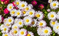 Pinkish white Fleabane or Seaside Daisies Erigeron glaucous 'Sea Breeze'. Daisy seabreeze erigeron glaucus