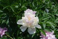 Pinkish white flower of peony Royalty Free Stock Photo