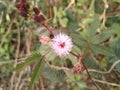 A pinkish white flower Royalty Free Stock Photo