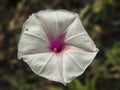 PINKISH WHITE FLOWER WITH TINY SHINY WATER DROPLETS ON IT Royalty Free Stock Photo