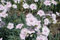 Pinkish white flowers of Dianthus deltoides Royalty Free Stock Photo