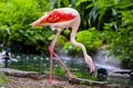 Pinkish-white greater flamingo bird Royalty Free Stock Photo