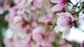 The Pinkish White Magnolias In Full Bloom After The Rain On A Beautiful Spring Morning At University of Washington Garden