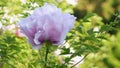 Pinkish white peony flower background