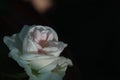 A pinkish white rose blooming in the dark night. Royalty Free Stock Photo