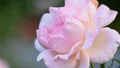 Pinkish white rose in garden