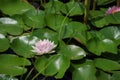 Pinkish-white water lily with green lily pads floating on pond's surface Royalty Free Stock Photo