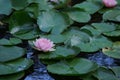 Pinkish-white water lily with green lily pads floating on pond's surface Royalty Free Stock Photo