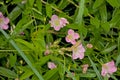 Pinkk field bindweed flowers with raindrops