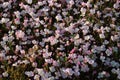 Pinkladies, or evening primrose flowers Oenothera speciosa Royalty Free Stock Photo