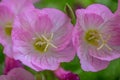 Pinkladies Oenothera speciosa Siskiyou cup-shaped pink flowers in close-up Royalty Free Stock Photo