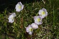 Pinkladies Showy evening primrose .