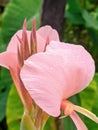 pinkrose canna lily