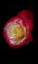 Pinkrose