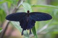 Pinkrose Swallowtail Butterfly