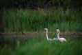 Pinks big birds Greater Flamingos, Phoenicopterus ruber, in the water, Camargue, France Royalty Free Stock Photo