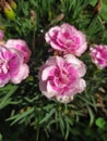 Pinks Dianthus Clavel with dew drops. Un grupo de claveles rosados con gotas de rocÃÂ­o