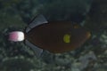 Pinktail triggerfish Royalty Free Stock Photo