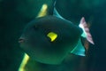 Pinktail triggerfish with yellow fins Melichthys vidua Royalty Free Stock Photo