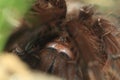 Pinktoe goliath tarantula