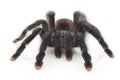 Pinktoe Tarantula Royalty Free Stock Photo