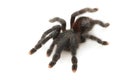 Pinktoe Tarantula Royalty Free Stock Photo