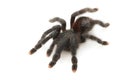 Pinktoe Tarantula