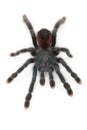 Pinktoe Tarantula