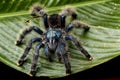 Pinktoe tarantula (Avicularia avicularia)