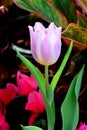 PinkTulip