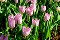 PinkTulip