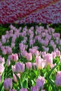 PinkTulip