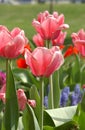 PinkTulips of Spring. Royalty Free Stock Photo