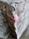 Pinky eggs, snail eggs Royalty Free Stock Photo