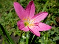Pinky Flower