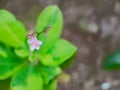 Pinky Flower Detail Nature Bokeh Royalty Free Stock Photo