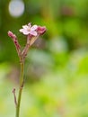 Pinky Flower Detail Nature Bokeh Royalty Free Stock Photo