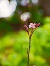 Pinky Flower Detail Nature Bokeh Royalty Free Stock Photo