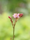 Pinky Flower Detail Nature Bokeh Royalty Free Stock Photo