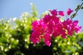 Pinky flowers are in the garden with bokeh background Royalty Free Stock Photo