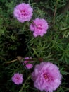 Pinky flowers