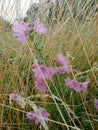 Pinky flowers in spicas