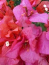 Pinky pinkish bougainvillea flowers in the morning bungakertas Royalty Free Stock Photo